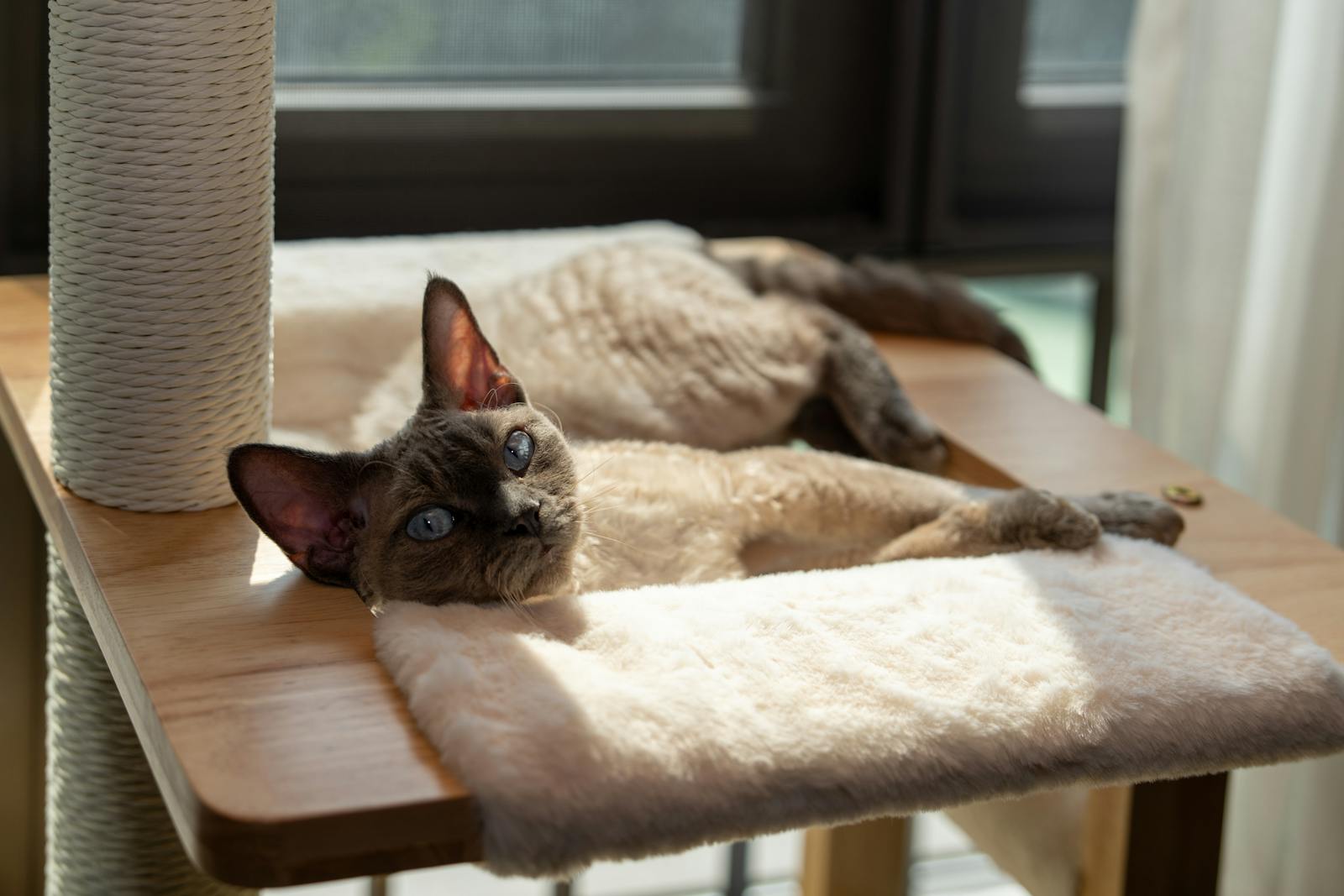 Devon Rex cat stretched out on a cat tree