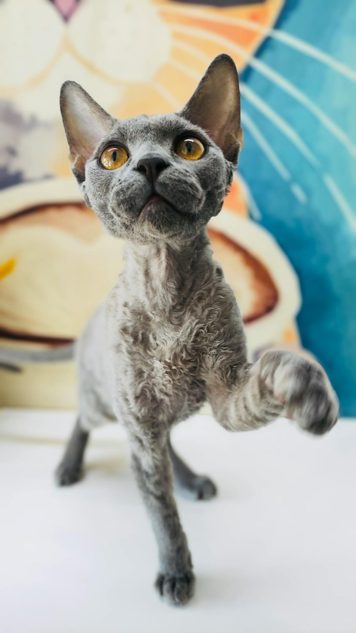 Portrait of a Devon Rex cat